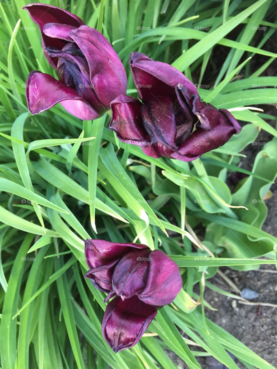 Tulips in Norrköping Sweden 