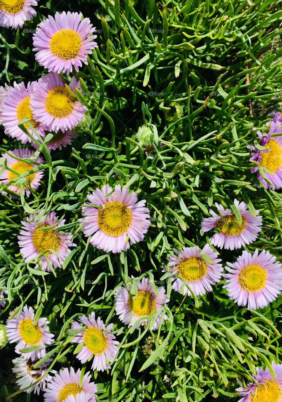 Grass and flowers