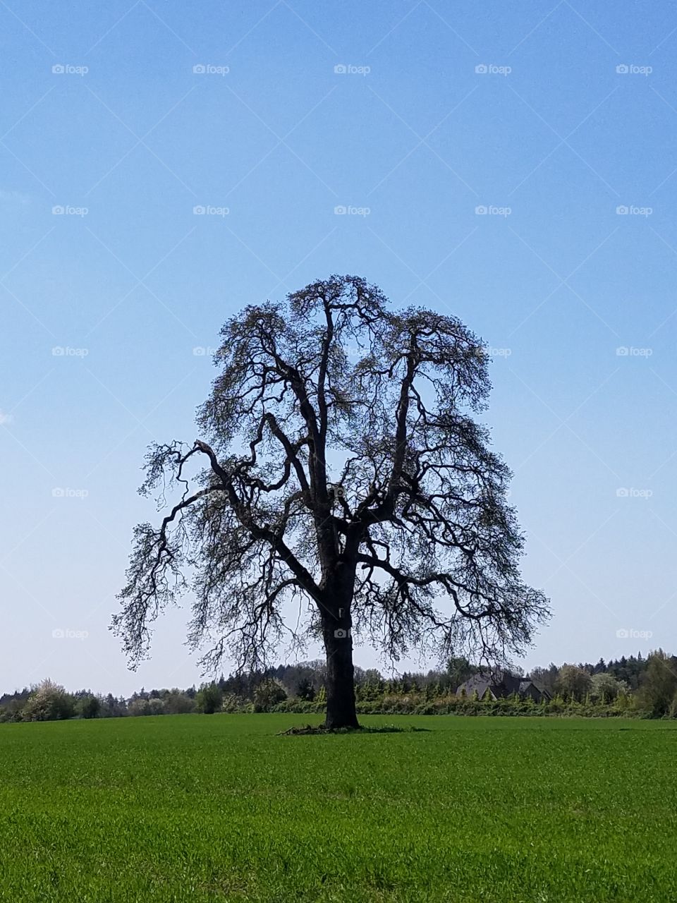 A mighty tree