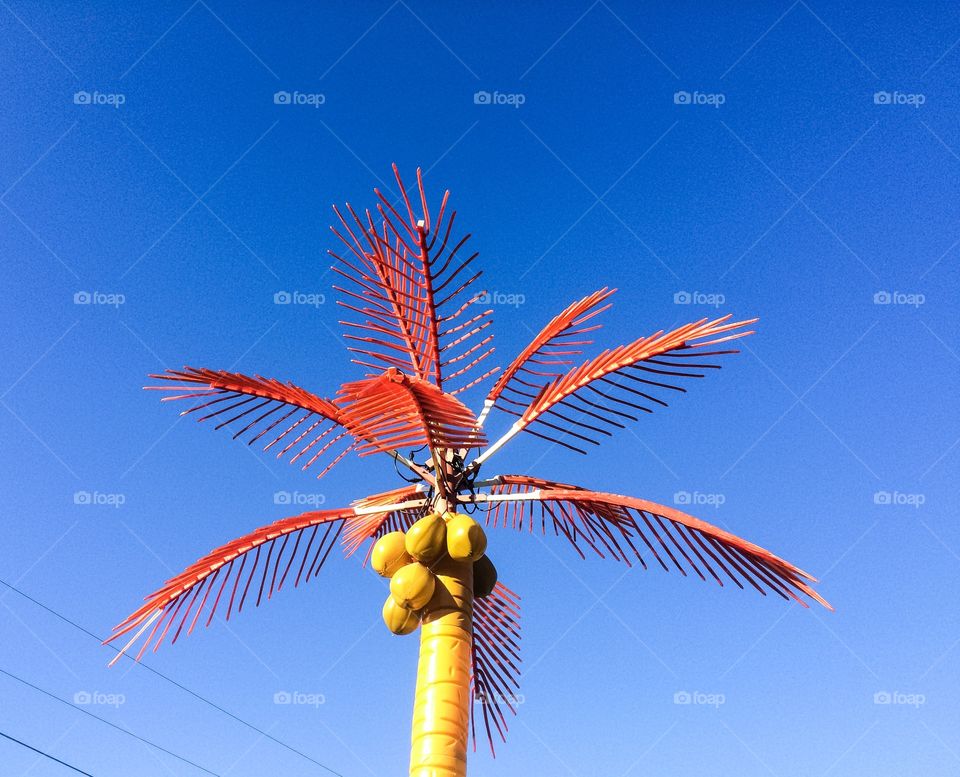Orange palm tree 