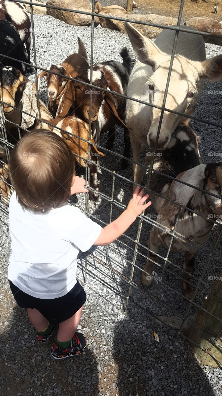 Baby Boy & Goats