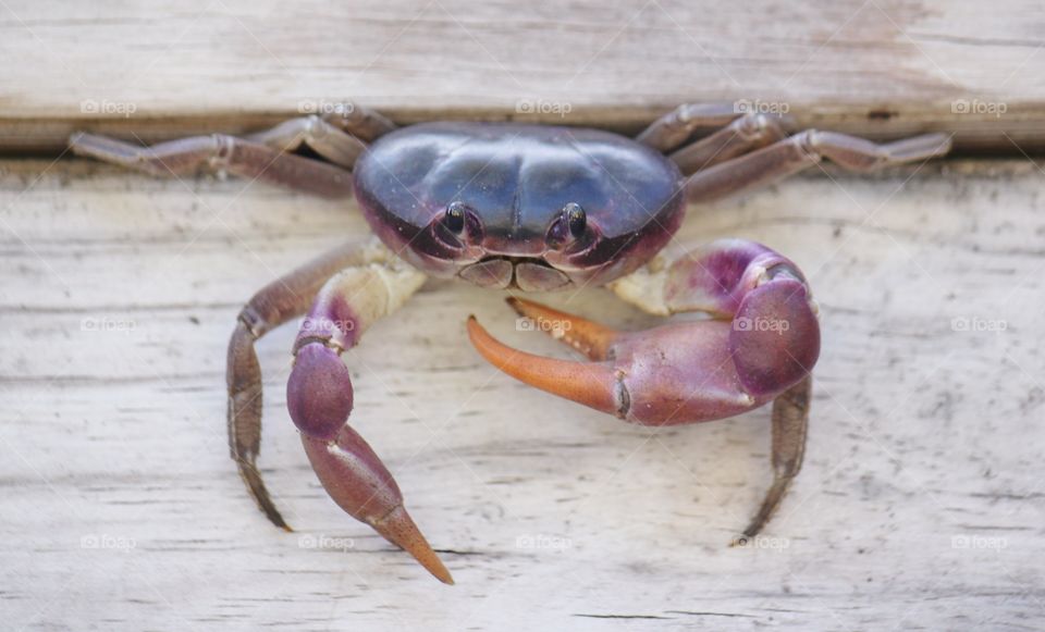 Purple land crab in the Bahamas