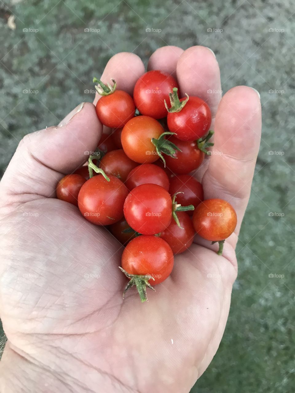Hand full of tomatoes