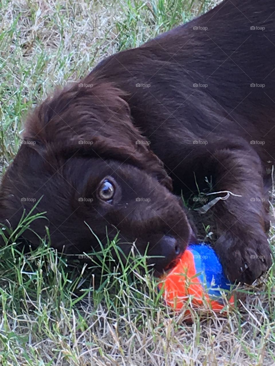 Boykin Spaniel