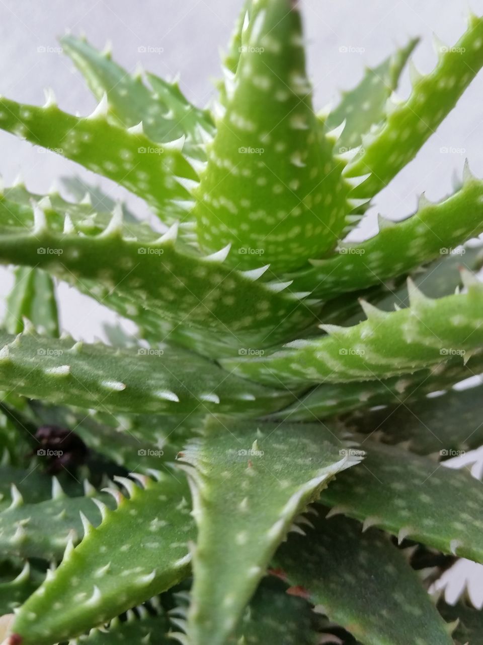 Succulent Plant, Aelo Juvenna. Spikey drought resistant plant.