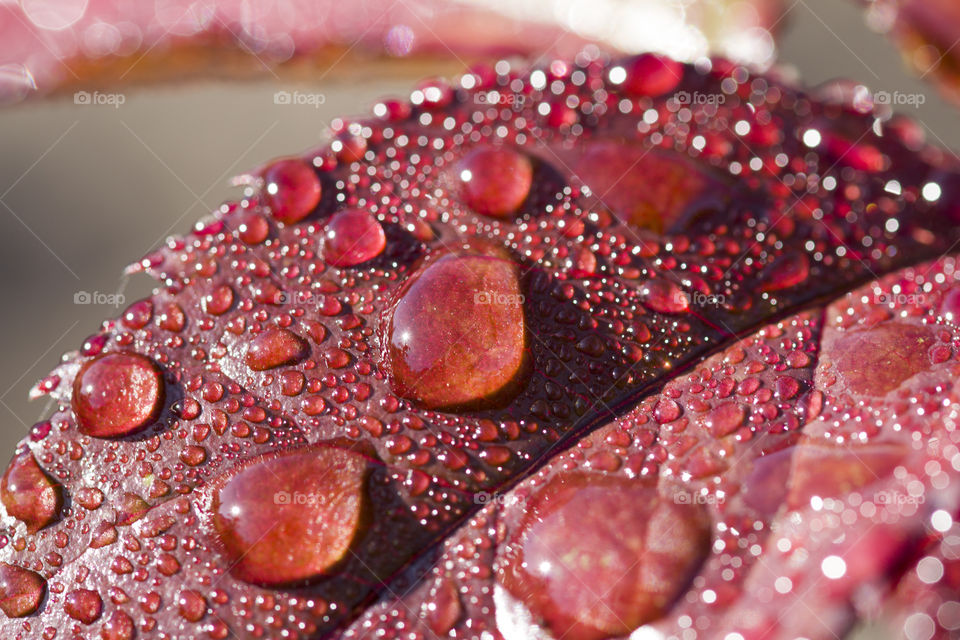 rain drops on a red rose leaf. beautiful of nature in details.  macro world