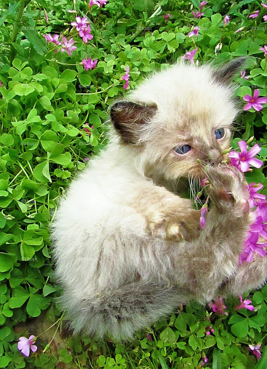 cute siamese kitten playing in the flowers