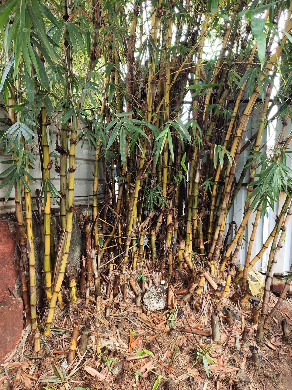 Bamboo Tree
Green Gold of India
Lungs of Nature
World of Flora