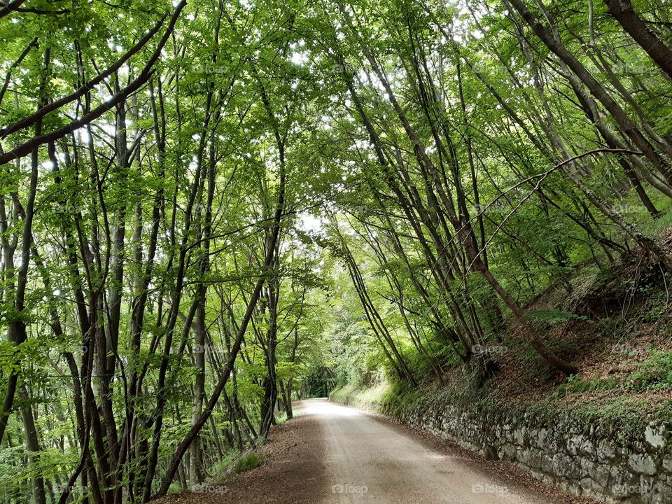 street in the green wood