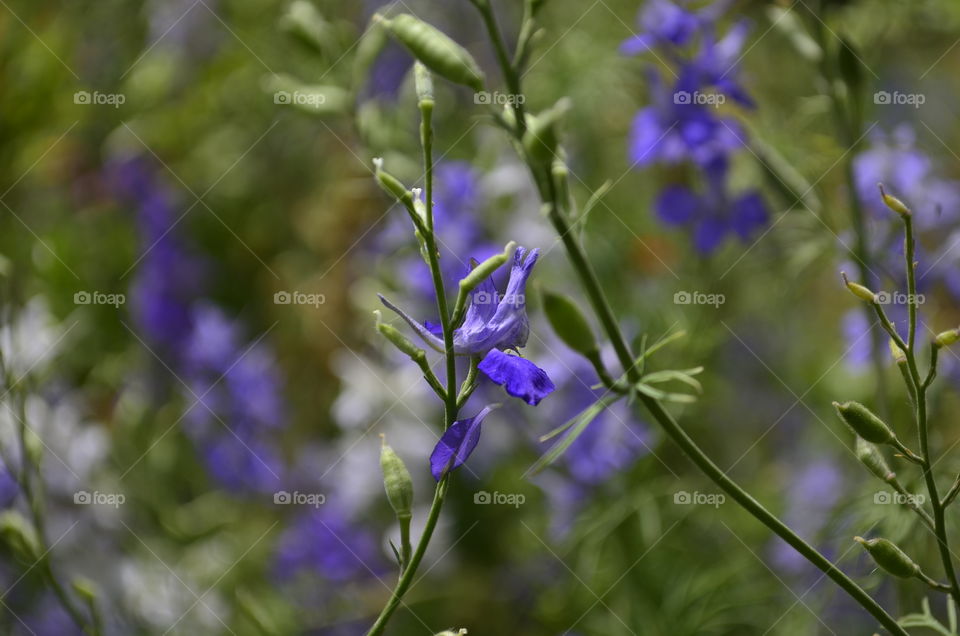 Flower, Nature, Flora, Summer, No Person
