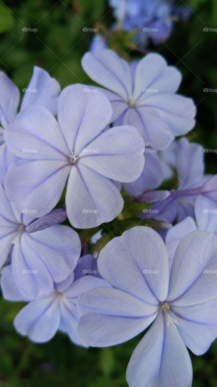 beautiful closeup of flowers