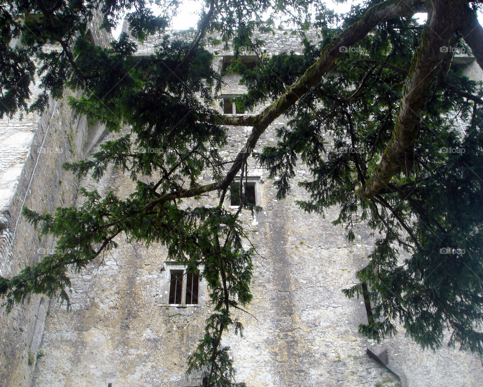 Castle Windows