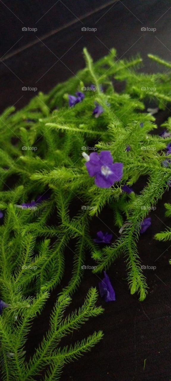 naturelove, green, plants, flowers