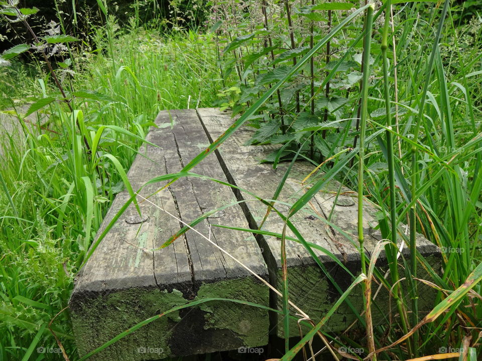 Overgrown Bench