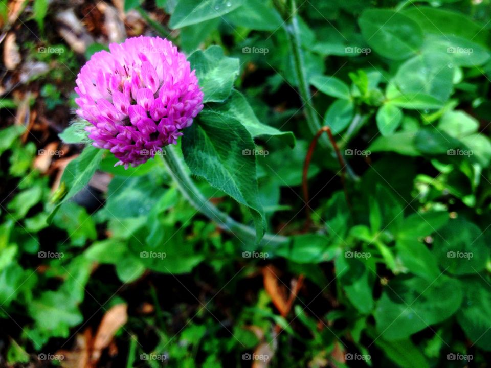 Clover in bloom. Purple clover blooming