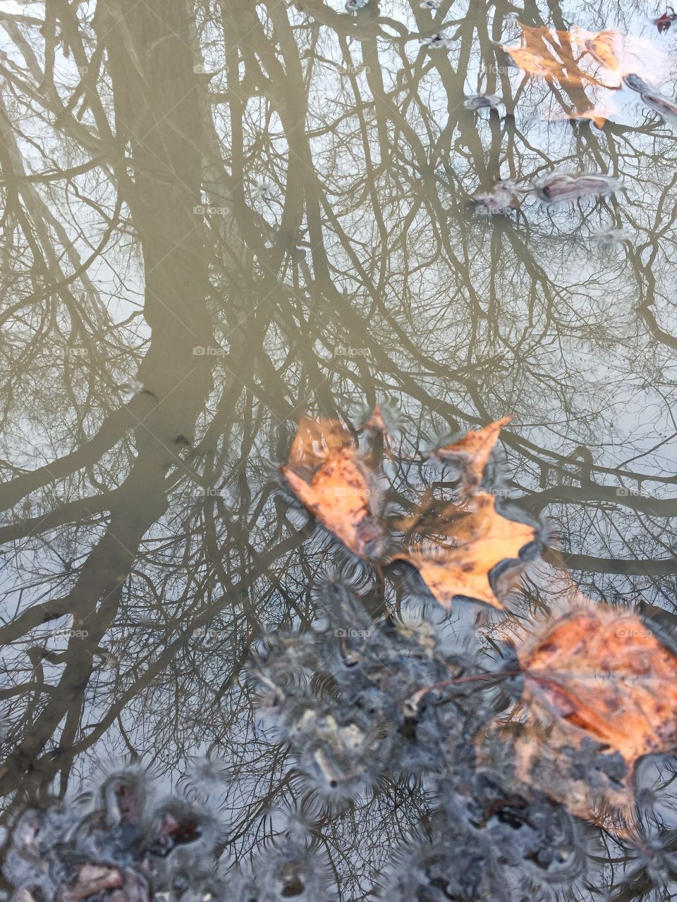 Trees reflected in puddle