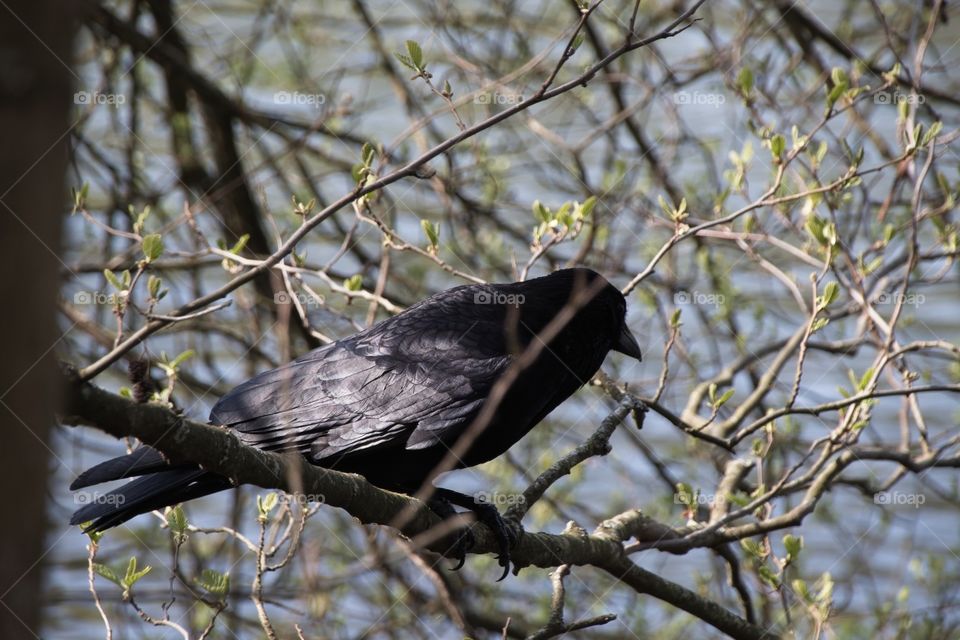 crow on a branch