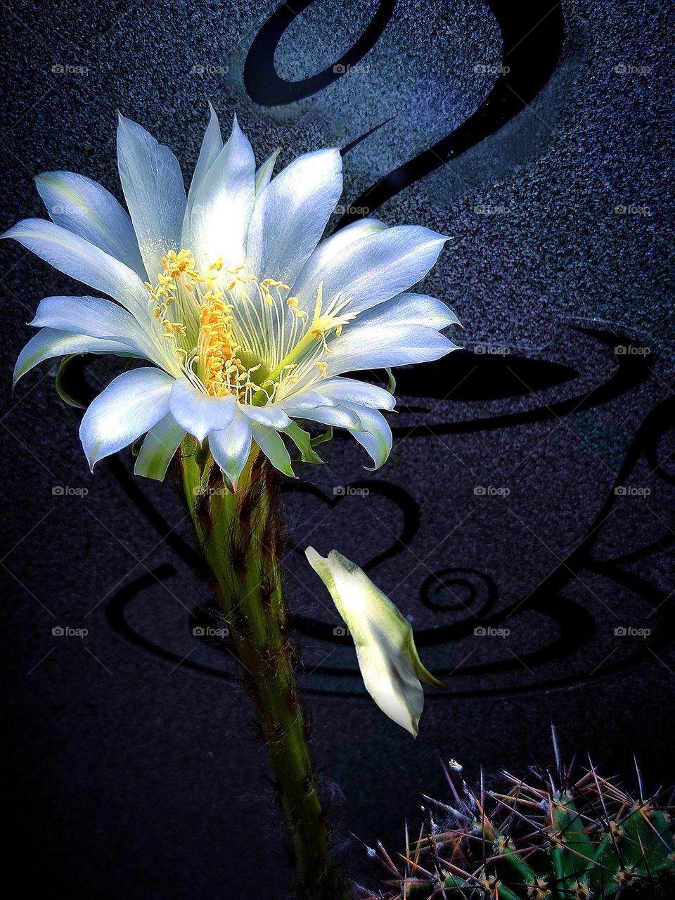 White flower of the cactus Echinopsis on a gray background with a transparent sticker of a cup of coffee. One white flower petal falls