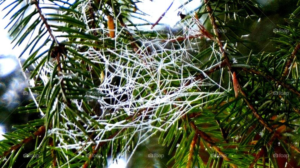 winter#christmas tree#snow