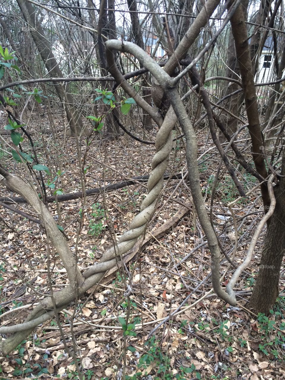 Wood, Tree, Nature, Leaf, Landscape