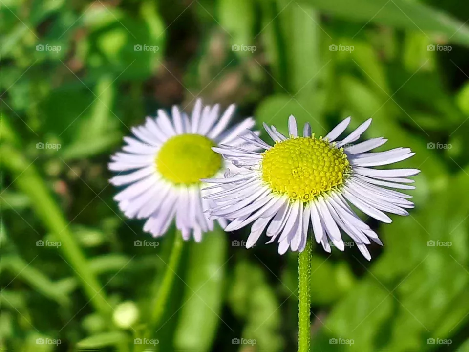 daisy