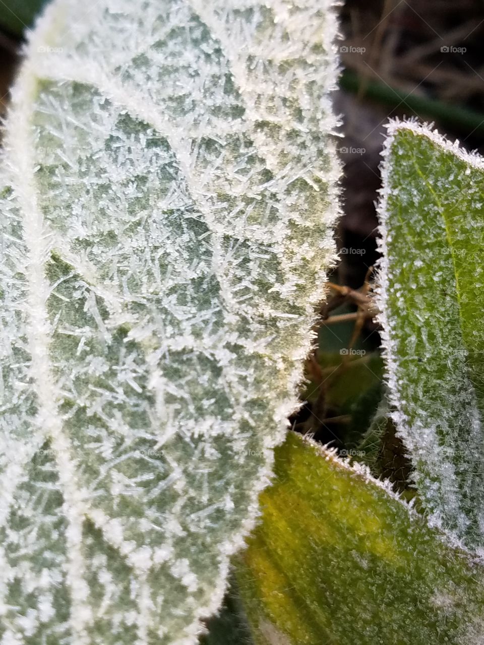 frost