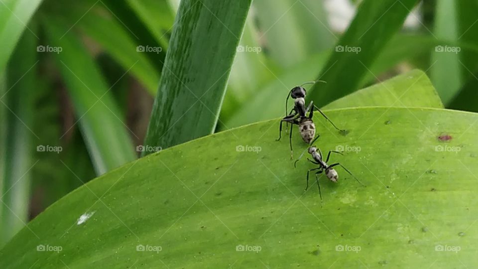 Ant Help Each Other