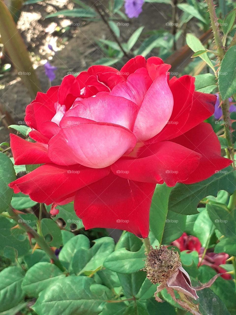 rosa roja manifiesta su amor