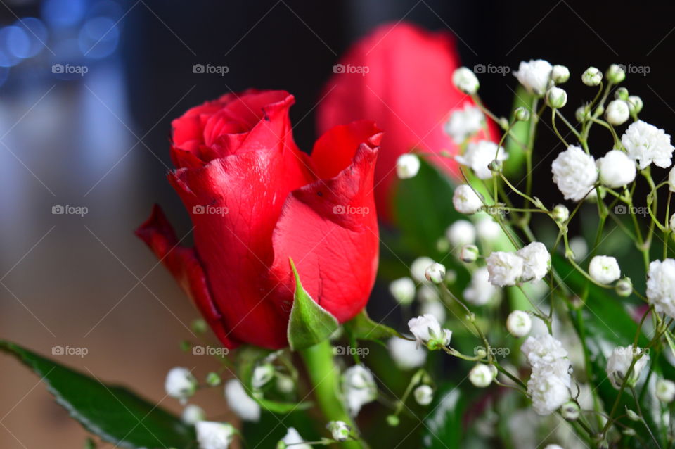 Red roses on Valentine's Day