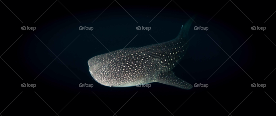 underwater indonesia shark whale shark by paulcowell