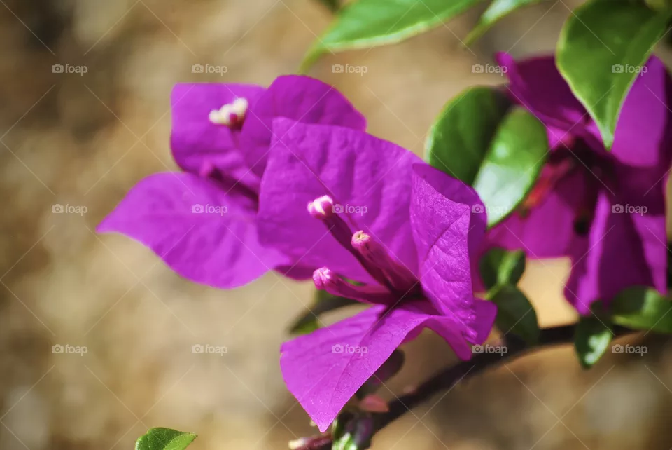 Purple flower 