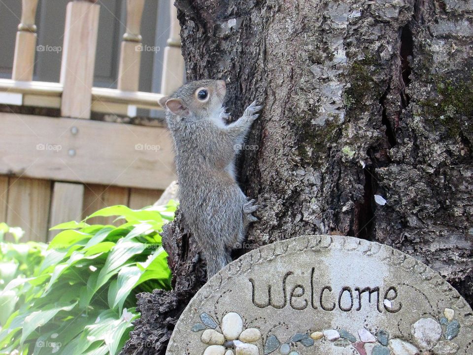 Baby squirrel on a tree trunk over a welcome sign