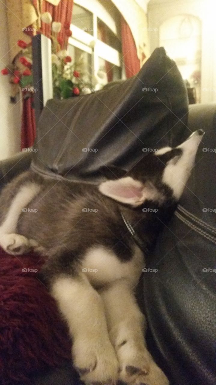 husky puppy sleeping on a couch in a funny way