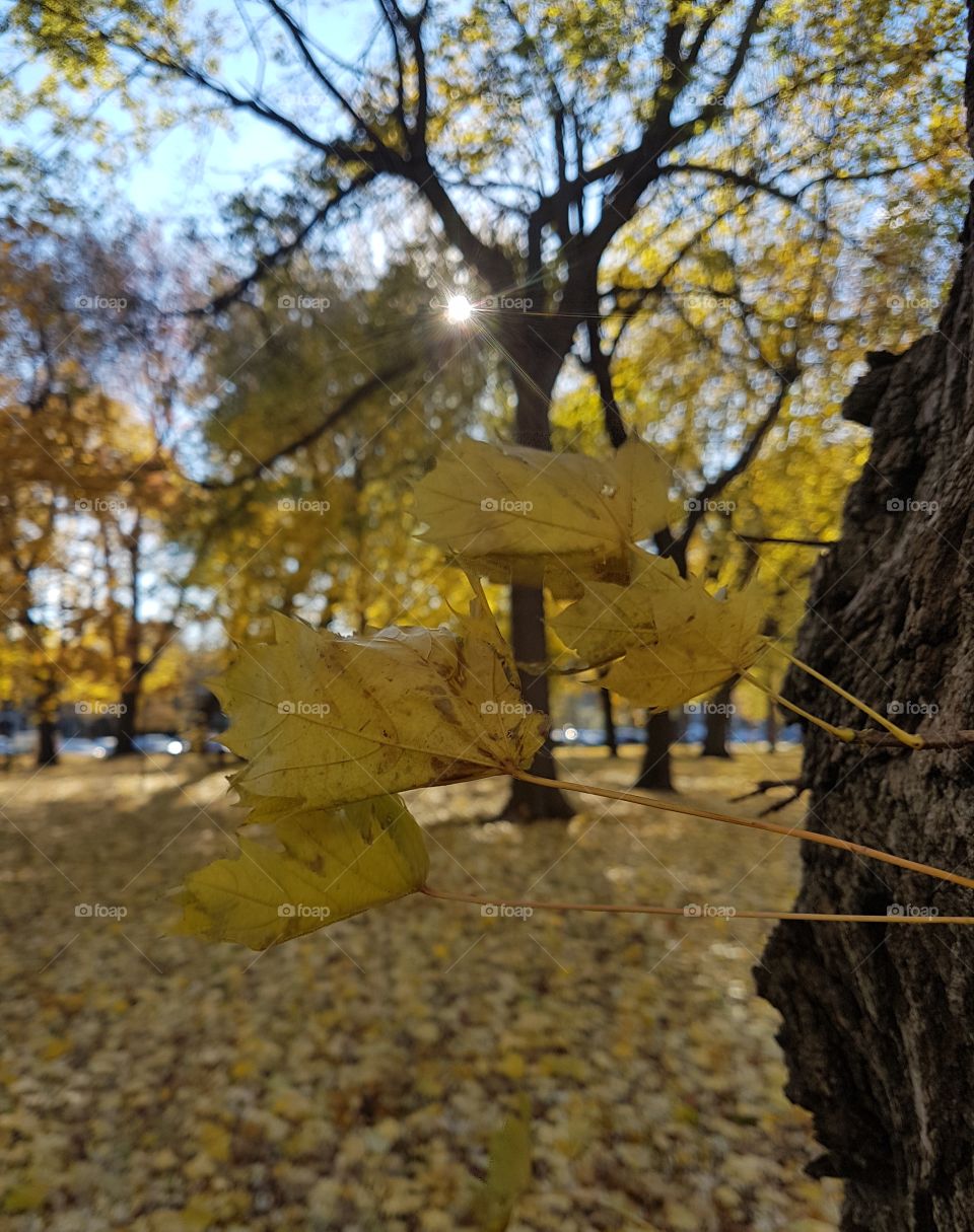 Closeup of yellow leaves by a sunny automnal day. Montréal. Québec. Canada