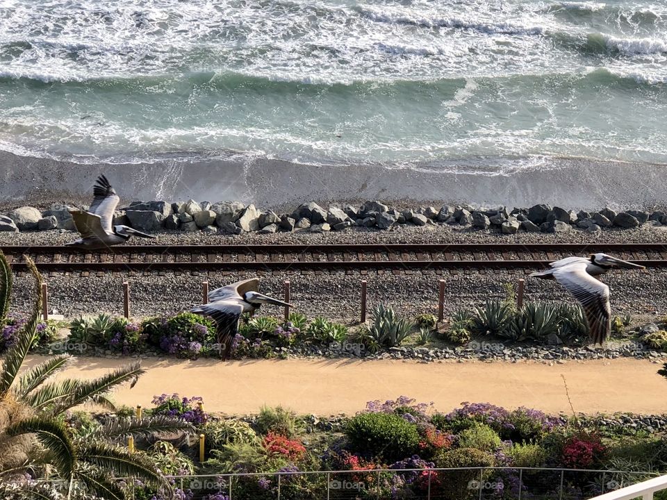 Best Shot Foap Mission! Unique Shot of the Big Pelicans Along The San Clemente Beach Trail!