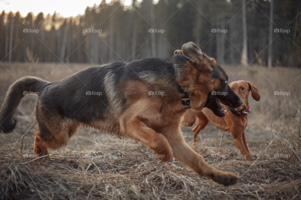 German shepherd young male dog playing with Hungarian vizsla dog outdoor at a spring evening