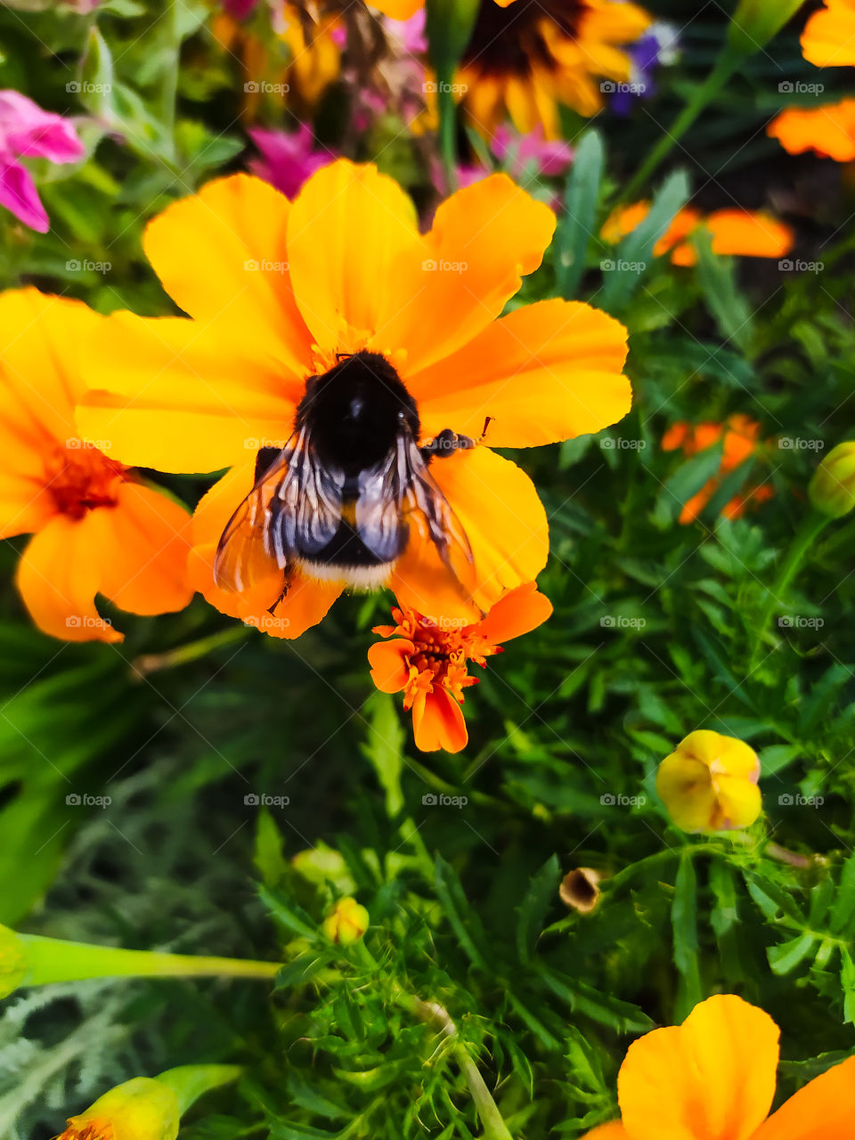 Bumblebee