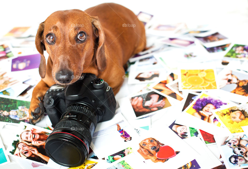 Dog, Canine, Pet, Portrait, Puppy