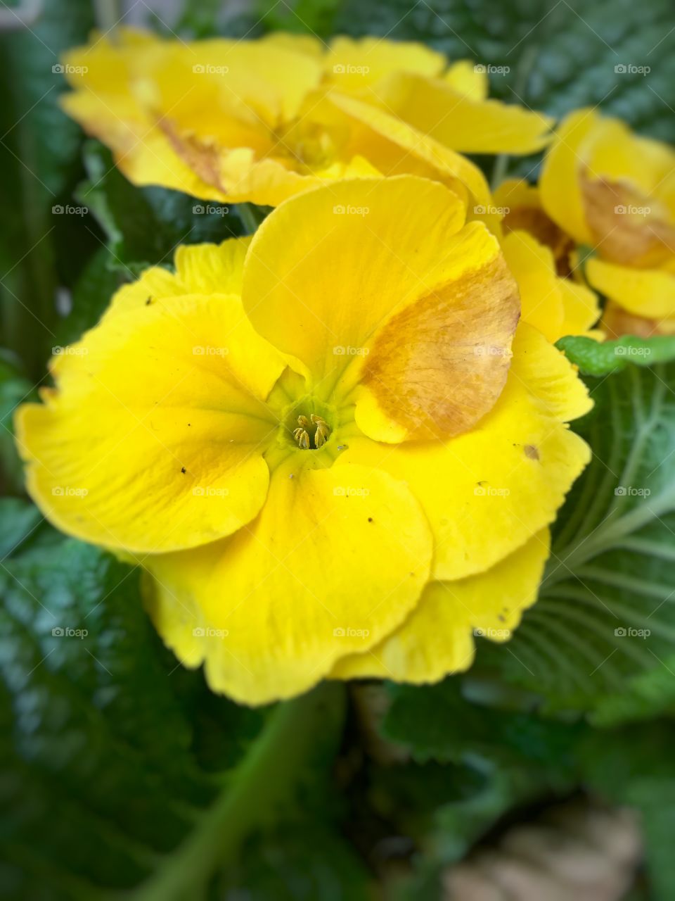 #flower #spring #petals #macro