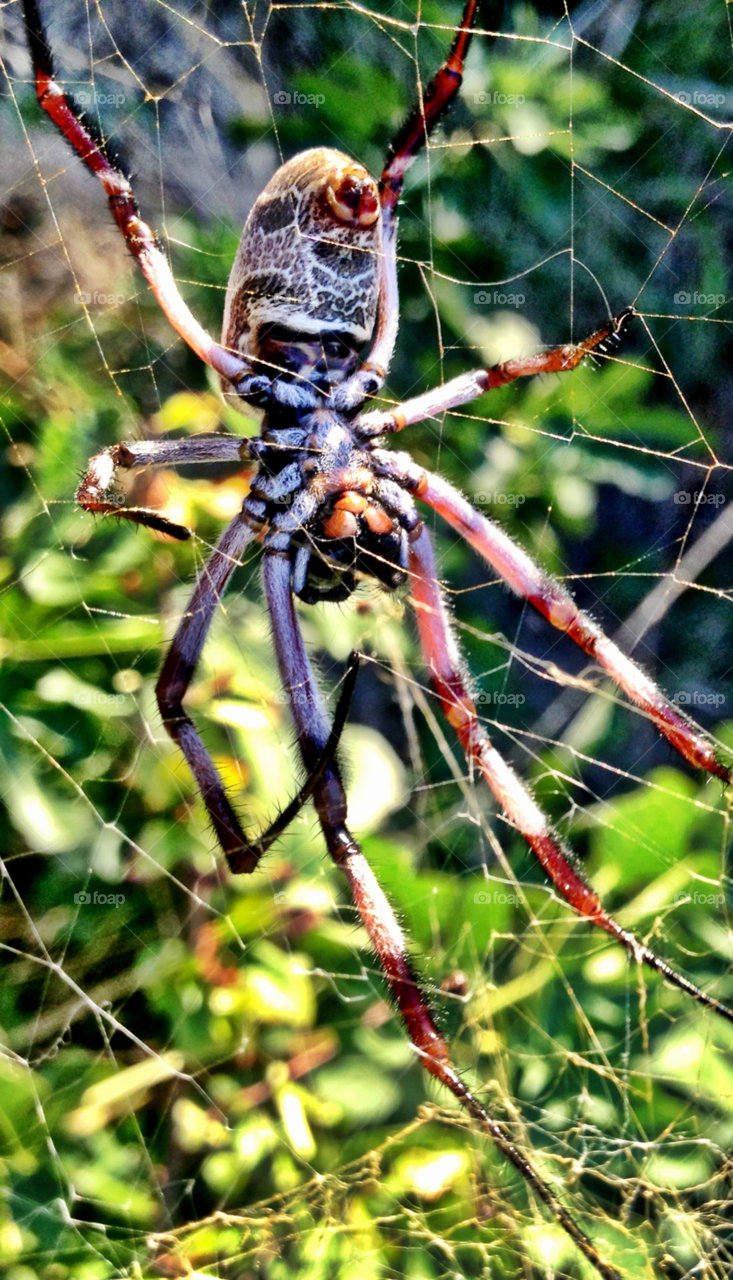 macro web spiderweb golden orb spider by gdyiudt