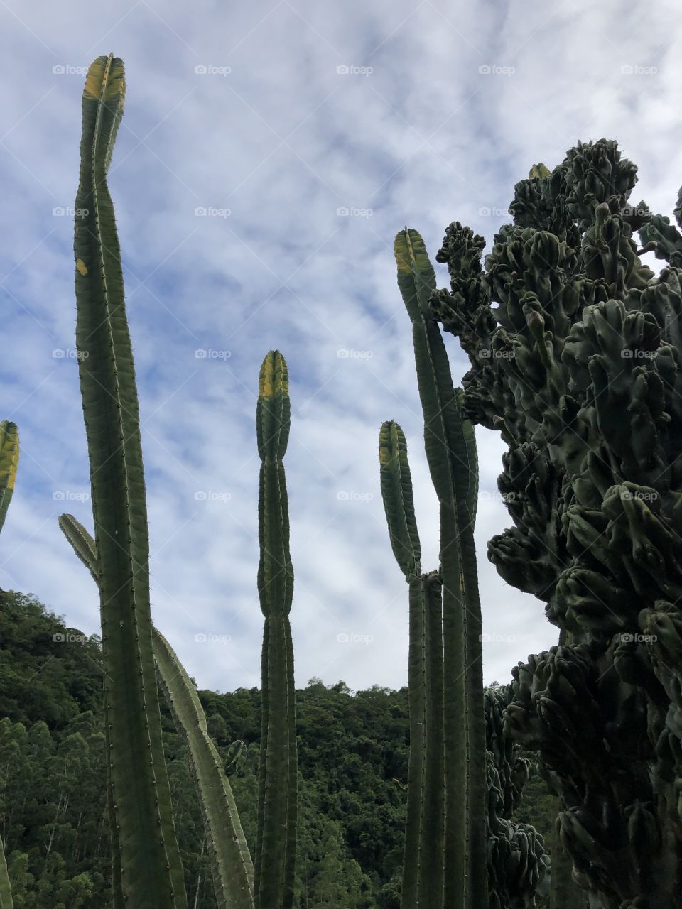 Cactos com céu e montanhas