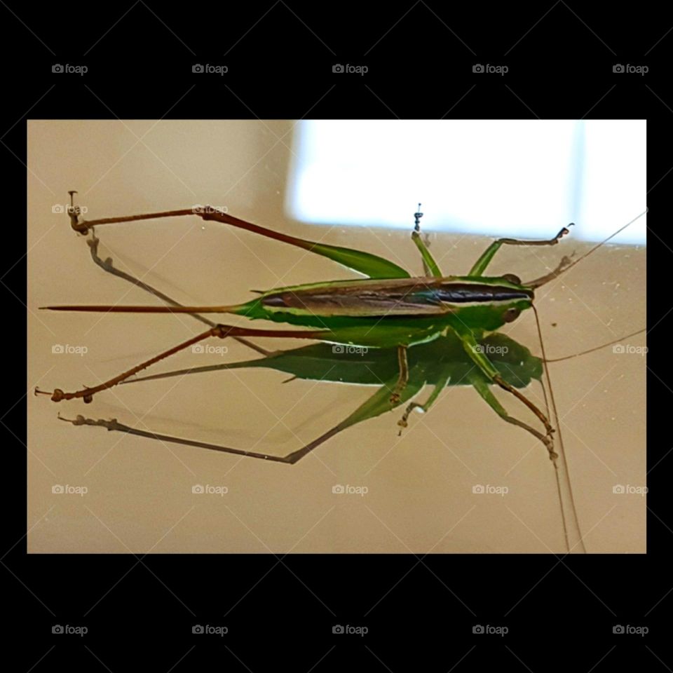 crawling in the middle eastern sun