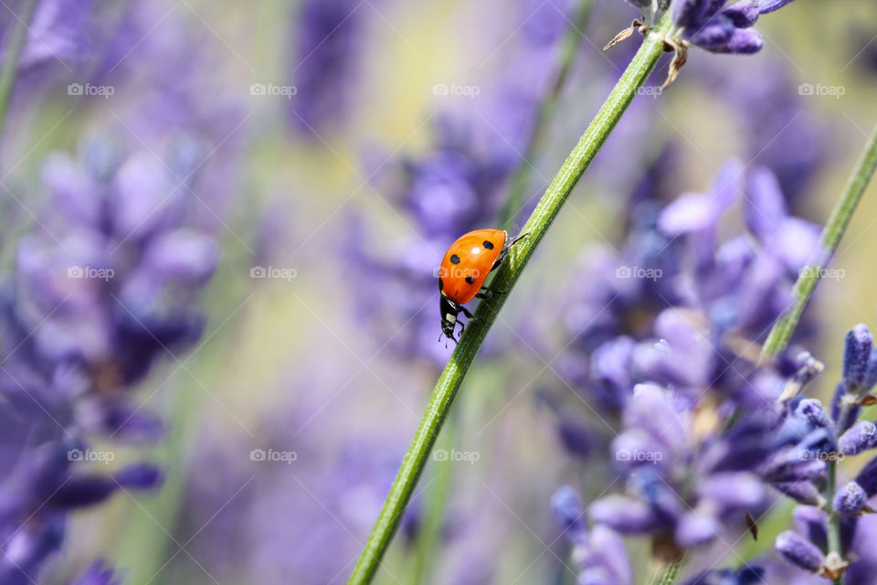 Ladybug on lavender