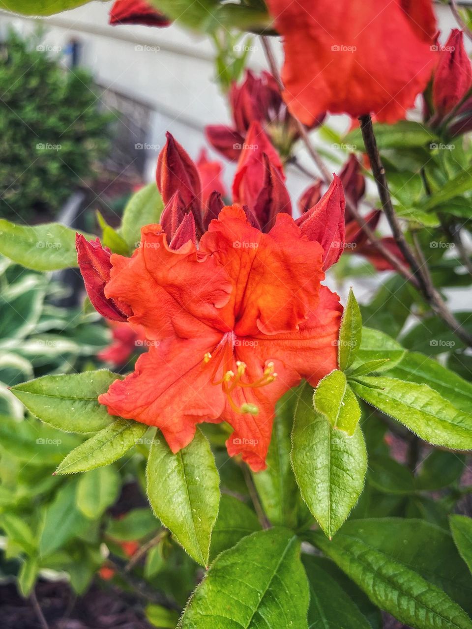 Gibraltar azalea 