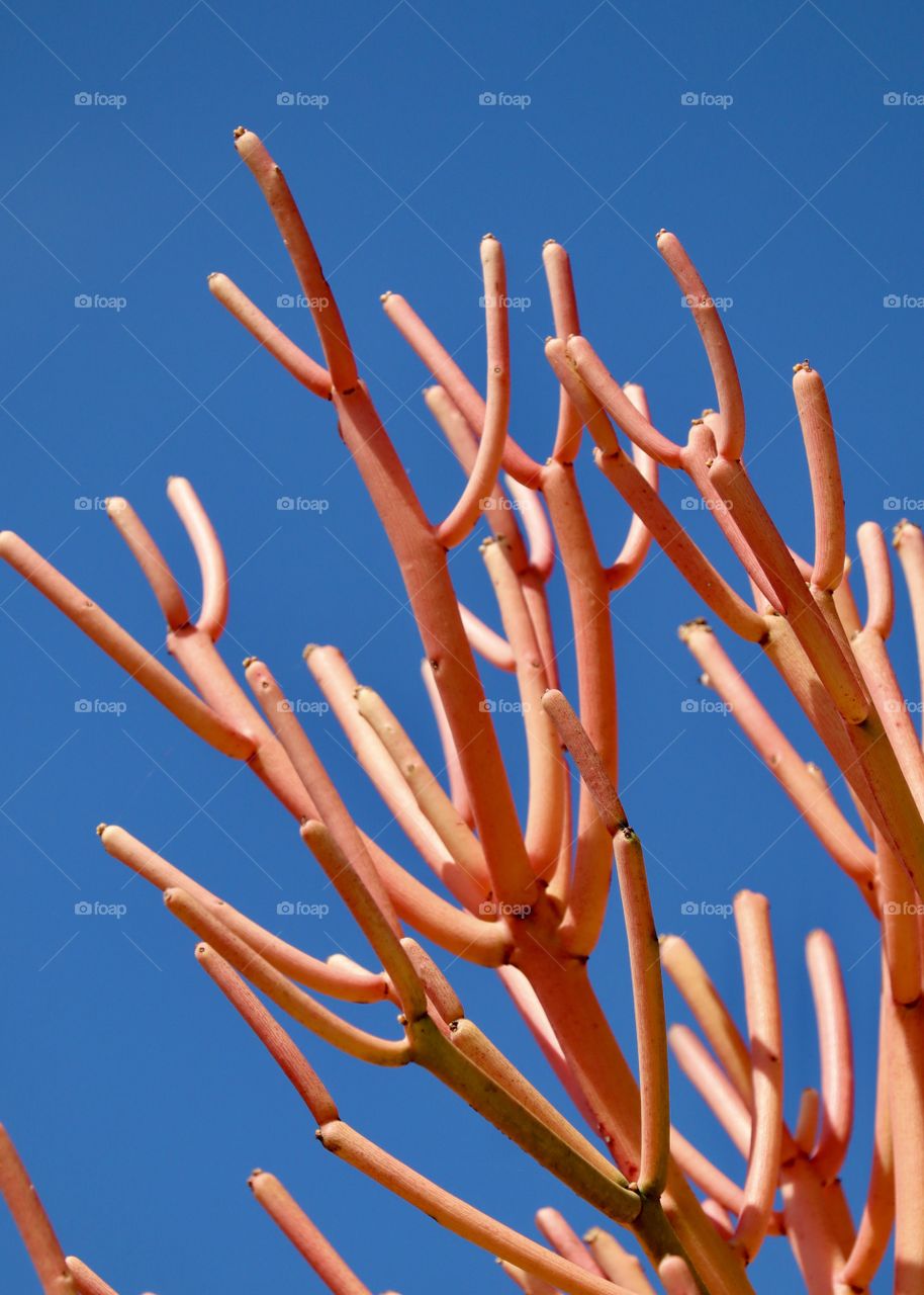 Orange branches of a native plant reach to the blue sky in Ocean Beach, California 