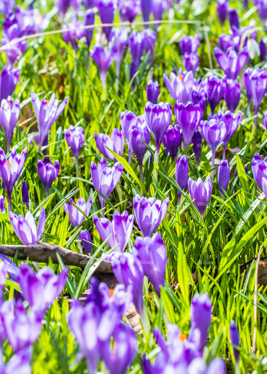 Spring flowers - crocuses