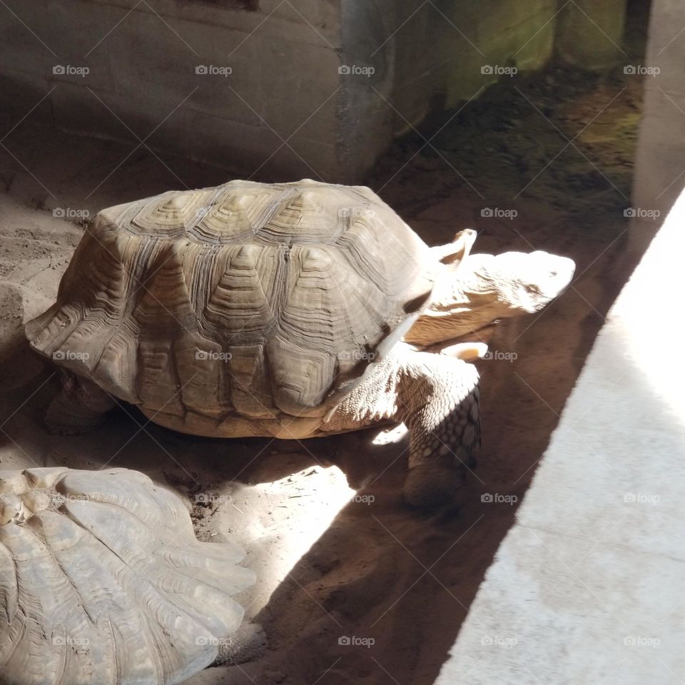 Turtle