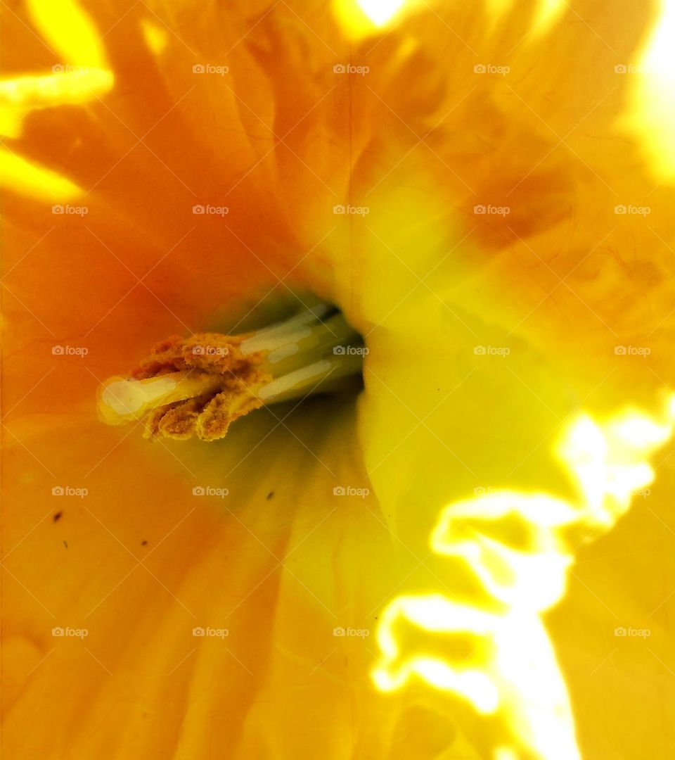 daffodil flower closeup