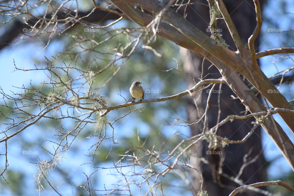 Bird perching on branch