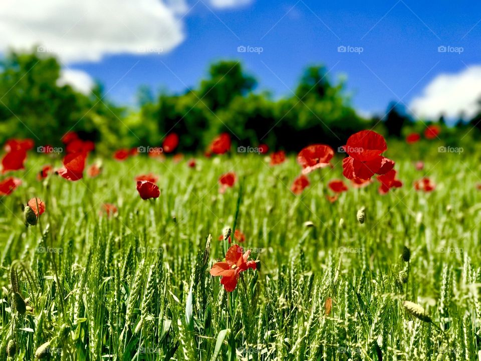 Poppy Filed in Switzerland 